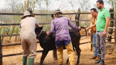 Prefeitura de Barra de Santana lança programa de vacinação contra brucelose