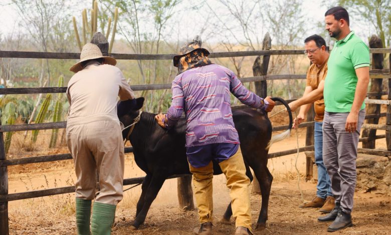 Prefeitura de Barra de Santana lança programa de vacinação contra brucelose
