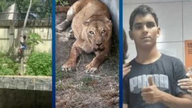 O que se sabe sobre a morte do jovem que invadiu jaula de leoa no zoológico de João Pessoa