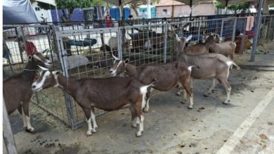 Pocinhos se transforma em vitrine do agro e encerra nesta sexta o calendário de feiras da Paraíba em 2025