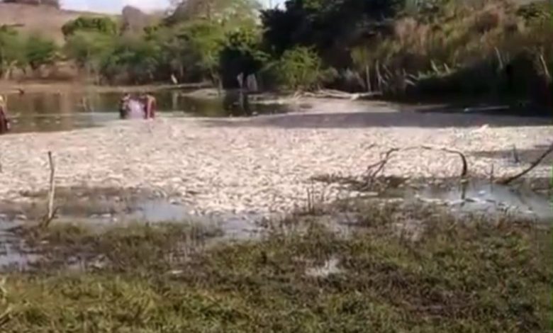 Fenômeno semelhante ao registrado em Campina Grande provoca desequilíbrio ambiental em açude da Fazenda Maria da Luz